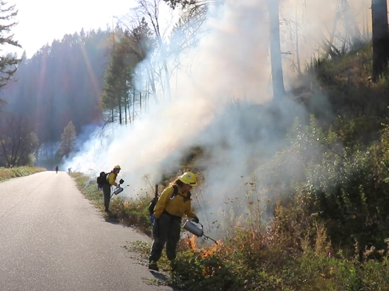 Firefighters conducting prescribed burning of overgrown brush and trees alongside an empty road. 