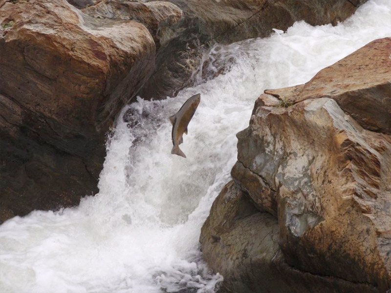 Salmon swimming upstream, above strong white rapids. River is surrounded by large red rocks on either side. 