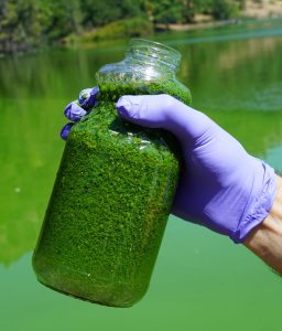 Hand in glove holding a jar full of Harmful Algal Bloom