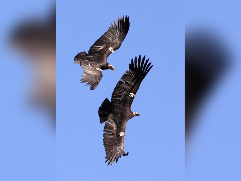Aerial view of two condors flying in a clear blue sky. The condors are large black birds with wide wingspans and long black feathers. Their heads are pink and bald. On the underside of the condors are numbered tags.