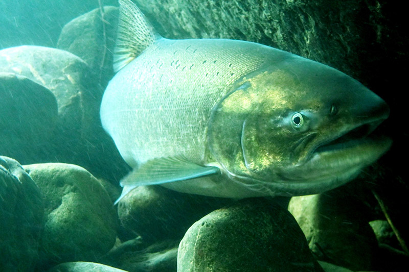 Up-close, large Chinook salmon swimming through large rocks in a river. 