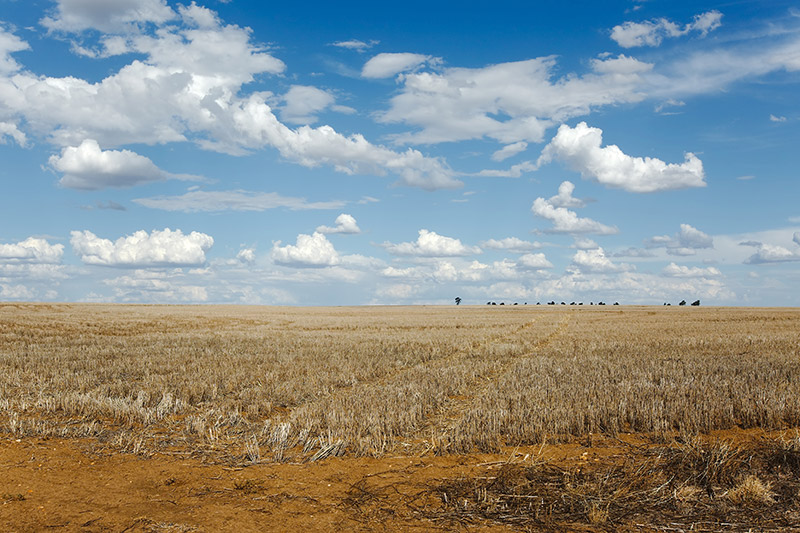 Extremely dry agricultural field with short, pale-yellow grass and mustard yellow dirt. Above the field is a clear blue sky with big white clouds leading off into the distance. 