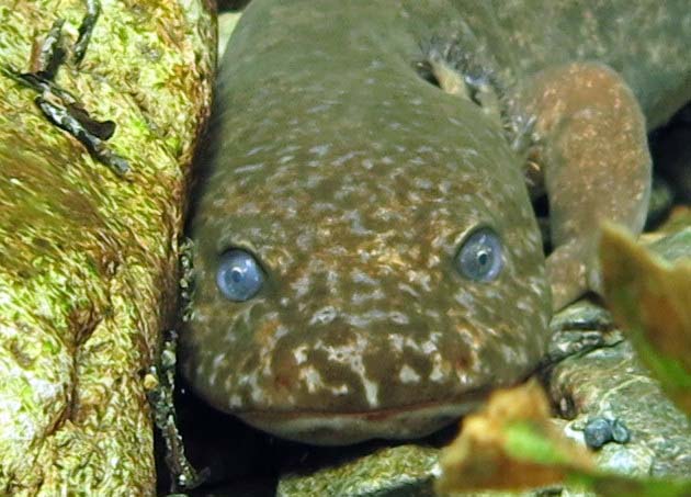 A salamander gazes towards the viewer with grey-blue eyes. It is resting against an underwater rock.