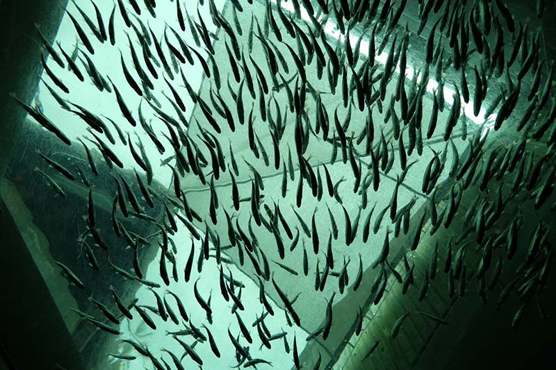 Fish swim in a pool of green-blue water. The view is from the bottom of the tank looking upwards.