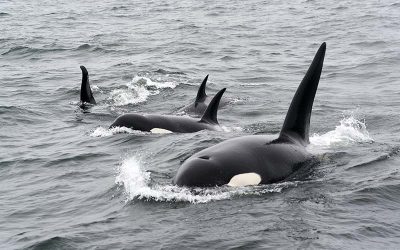 Orcas and the World Wide Web (the real one)