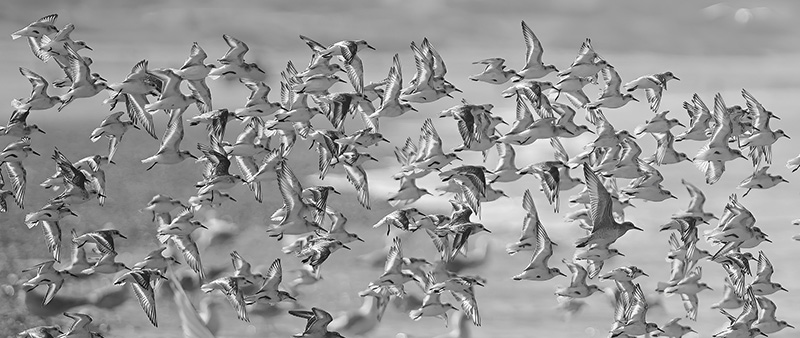 a flock of nearly 50 sand piper birds flying