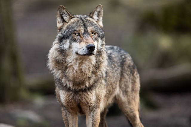 A gray wolf with yellow eyes and a shaggy coat gazes across a meadow.
