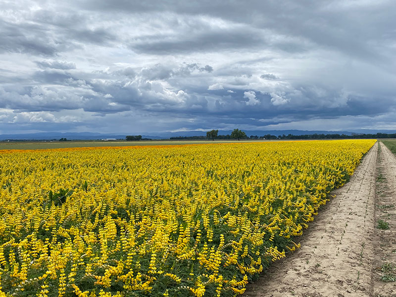 A field of yellow lupine