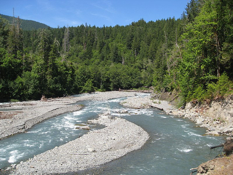 Elwha River and a background full of trees